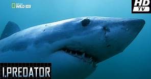 Yo Depredador (2011) -1- El Gran Tiburón Blanco HDtv National Geographic