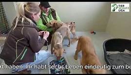 Tierschutzliga - Die 6 Hunde aus dem Tierheim Békéscsaba sind in Wollaberg angekommen.