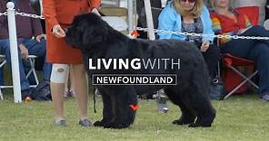 LIVING WITH NEWFOUNDLAND DOGS