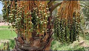 Date Palm Care After Pollination-How to Support Date Palm Fruit Bunch.
