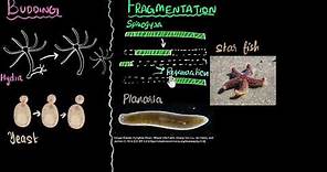Budding, spores, fragmentation & regeneration | How do organisms reproduce | Biology | Khan Academy