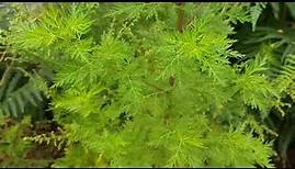 Artemisia annua - natürlich vollkommen unwirksam