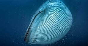 La ballena azul, el animal más grande del mundo