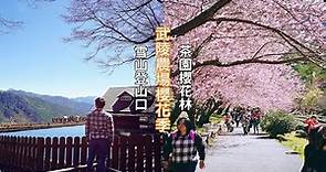 2020武陵農場櫻花季，走上傳說中雪山登山口服務站的拍照地點，以及茶園櫻花林滿開盛況