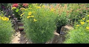 Coreopsis Zagreb (Threadleaf Coreopsis) // Outstanding, Easy to Grow NATIVE Perennial variety