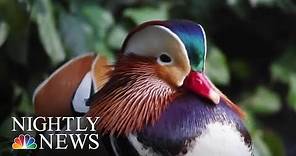 A Mysterious Mandarin Duck In Central Park Fascinates And Delights | NBC Nightly News