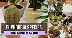 Euphorbia Species - euphorbia cactus types - Euphorobia Varieties and their Names