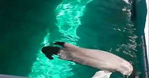 See Winter the dolphin from "Dolphin Tale" at Clearwater Marine Aquarium
