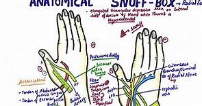 Anatomical Snuff Box | Radial Fossa Anatomy