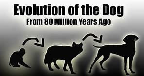 TIMELAPSE: Evolution Of The Dog (EVERY YEAR) - 80 Million Years In a Video (HD)