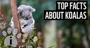 Top facts about Koalas | WWF