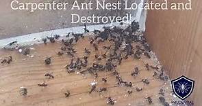 Carpenter Ant Nest Treated and Eradicated!