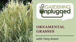 Gardening Unplugged - Ornamental Grasses for your Garden with Tony Avent