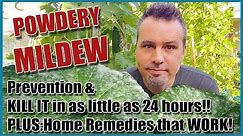 Prevent & Treat Powdery Mildew and 4 Home Remedies that Work!!