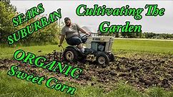 Sears Suburban Tractor cultivating corn in the organic garden