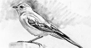 How to Draw a Bird with Pencil Very Easy adn Step by Step