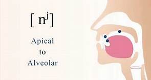 [ nʲ ] voiced palatalized apical alveolar nasal stop