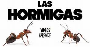 Conoce a las Hormigas - Videos Aprende