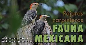 Pájaros Carpinteros | Fauna Mexicana