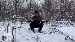 Watch this moose shed its antlers in a rare moment caught on video