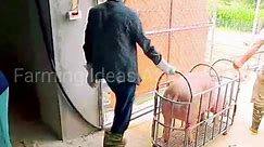 When selling pigs. 5 quintals of... - Farming Ideas ASK25