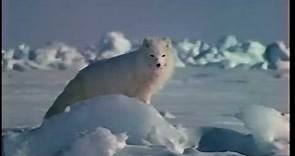 National Geographic Video: Arctic Kingdom: Life At The Edge (1996) VHS [trimmed]