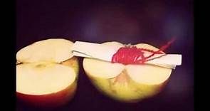 Приворот на Яблоко. Видеоинструкция- Яблочный приворот на яблоке. Магия