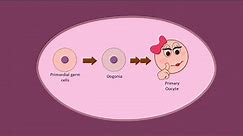 Oogenesis part 1 - Development of Oocytes (Primary) before birth