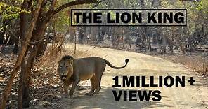 The Lion King | Gir National Park | Sasan Gir | Asiatic Lion | Discover Wild India