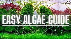 Complete Algae Beginners Guide - Learn ALL The Basics Of The Most Common Types Of Aquarium Algae