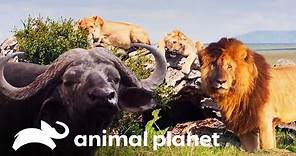 Los leones: Los reyes de la selva | Historias de grandes felinos | Animal Planet