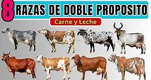 8 razas de ganado bovino doble propósito. Razas de carne y leche.