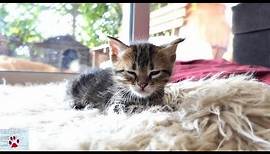 The Tiger sleeps tonight | Rescue tale of an orphan kitten