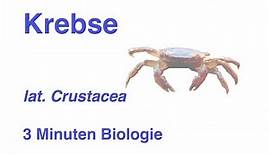 Crustacea - Krebse - 3 Minuten Biologie