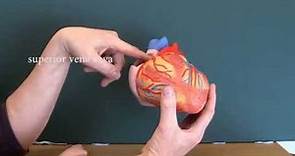 Cardiovascular System 8, Heart with labels