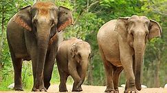 Elephants May Be The First Animals To Communicate By Name
