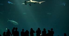 Amazing Monterey Bay Aquarium in California