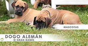 DOGO ALEMÁN ​🐶🚶​ ​Características y cuidados de esta raza de perros grandes 🐕​ Hogarmania