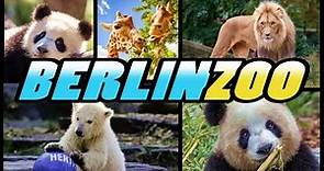 ZOO BERLIN - Zoologischer Garten Berlin - Germany |4k|