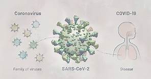 Biology of SARS-CoV-2: Infection | HHMI BioInteractive Video