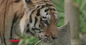 Disney Junior- In Viaggio Alla Scoperta degli Animali - Tigri