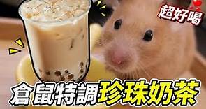 【維鼠日記】倉鼠特調珍珠奶茶！原來鼠鼠超愛喝？【維特】#80