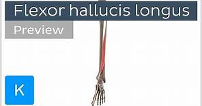 Functions of the flexor hallucis longus muscle (preview) - 3D Human Anatomy | Kenhub