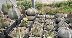 Conoscere e coltivare i cactus: il genere Astrophytum