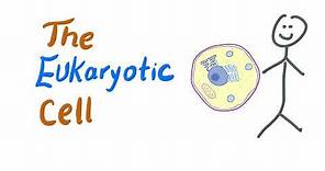 The Eukaryotic Cells | Biology| MCAT