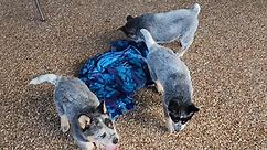 My wild ACD puppies 😅 - Timber Kennels Australian Cattle Dogs