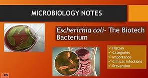 Escherichia coli (E.coli) |History, Morphology, Categories, toxins,Diseases,Importance |MS Notebook.