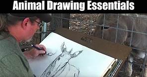 Drawing - Animal Drawing Essentials