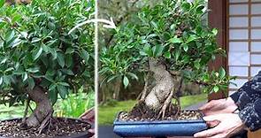 Making a Ficus Bonsai tree