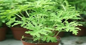 How to Grow And Care Citronella Plants from Cuttings | Planting Mosquito Plant - Gardening Tips